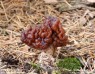 Ucháč obecný (Houby), Gyromitra esculenta (Fungi)